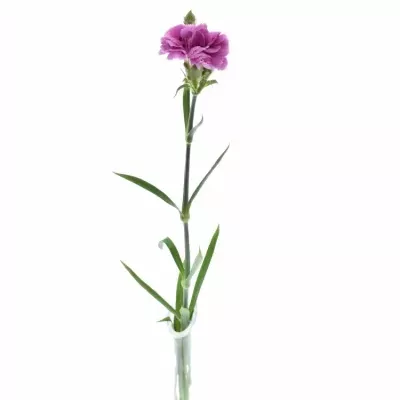 DIANTHUS TR SIMPSONS BOE 60cm