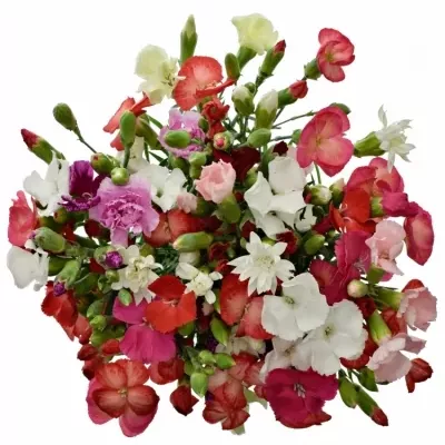 DIANTHUS TR SOLOMIO MIX 50cm/2+