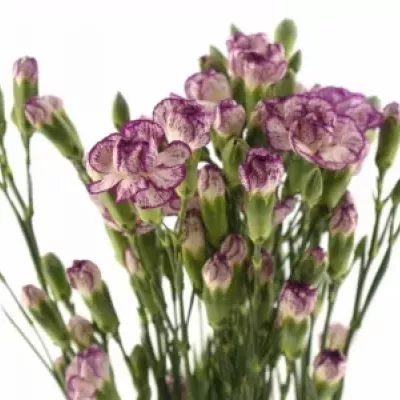 DIANTHUS TR SPECTRO