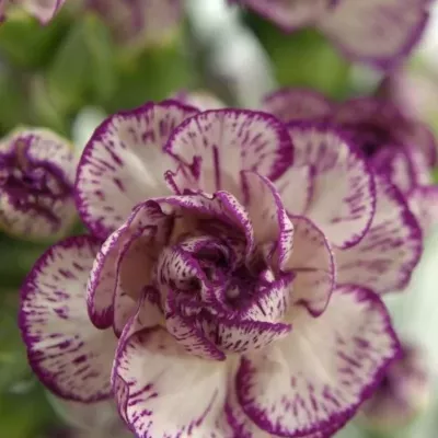 DIANTHUS TR SPECTRO