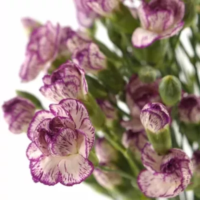 DIANTHUS TR SPECTRO