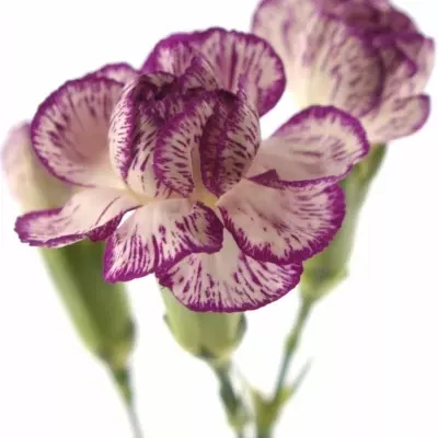 DIANTHUS TR SPECTRO