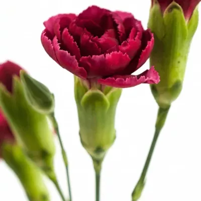 DIANTHUS TR STAR CHERRY TESSINO