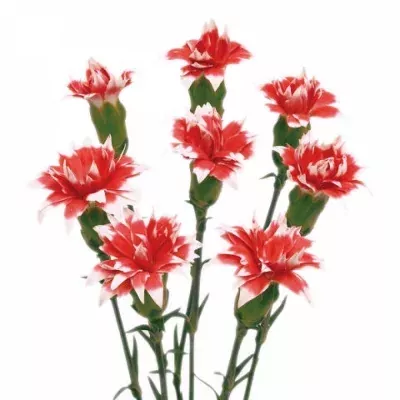 DIANTHUS TR STAR RUBY TESSINO 