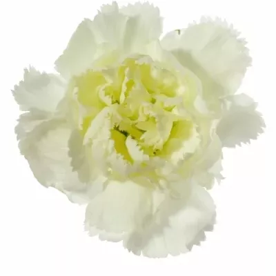 DIANTHUS TR TARIFA 60cm/4+