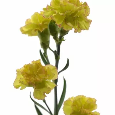 DIANTHUS TR TARUFI 60cm/6+