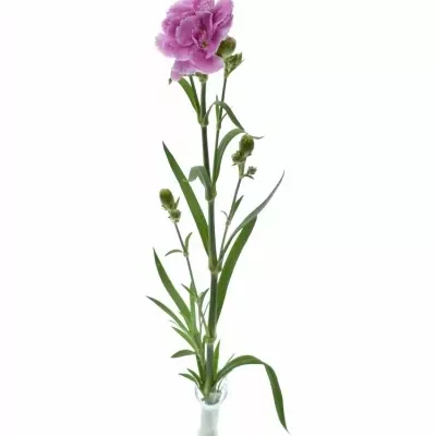 DIANTHUS TR THE SIMPSONS LISA 60cm