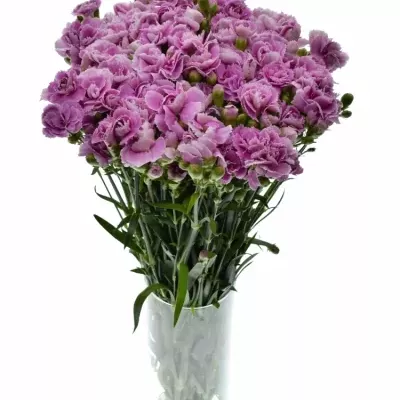 DIANTHUS TR THE SIMPSONS LISA 60cm