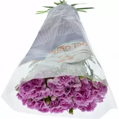 DIANTHUS TR THE SIMPSONS LISA 60cm