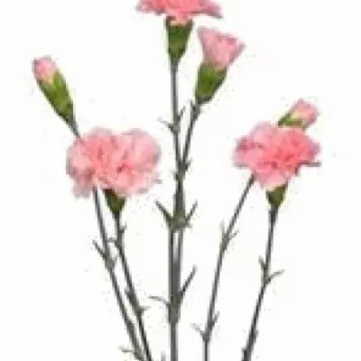 DIANTHUS TR TIRANA 60cm/4+