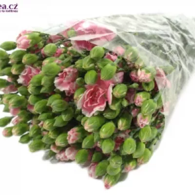 DIANTHUS TR TRENDY TESSINO 60cm/6+