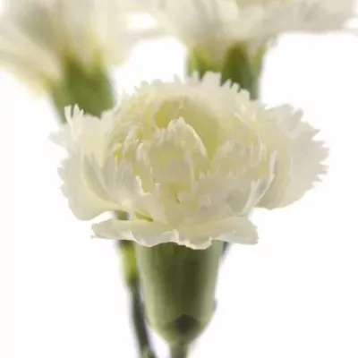 DIANTHUS TR WHITE ASHLEY