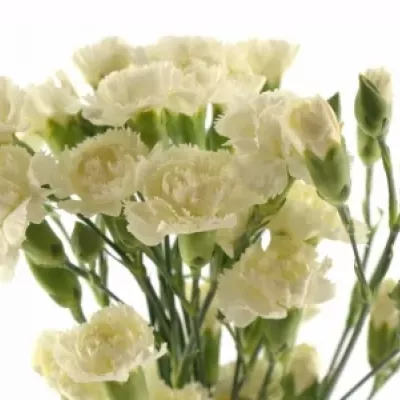 DIANTHUS TR WHITE ASHLEY