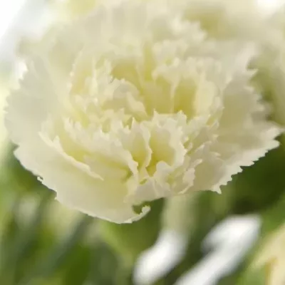 DIANTHUS TR WHITE ASHLEY