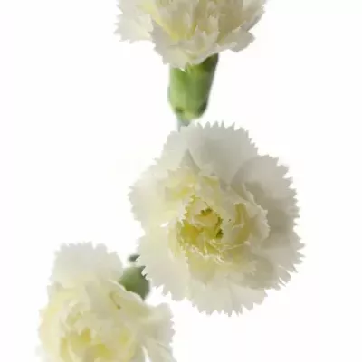 DIANTHUS TR WHITE ASHLEY