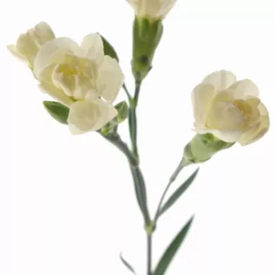 DIANTHUS TR WHITE FLEURETTE 60cm/4+