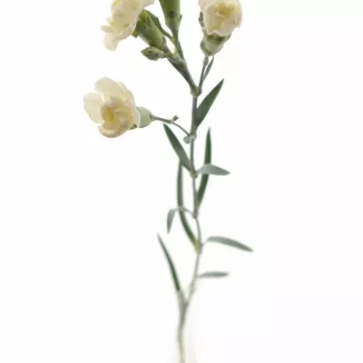 DIANTHUS TR WHITE FLEURETTE 60cm/4+