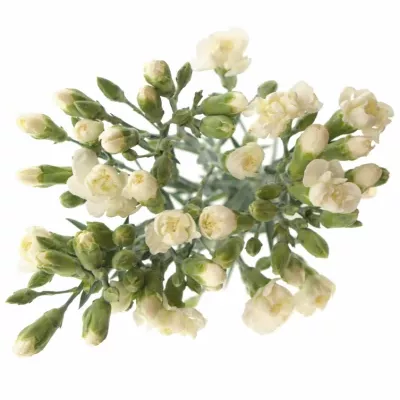 DIANTHUS TR WHITE FLEURETTE 60cm/4+