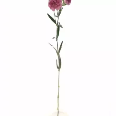 DIANTHUS TR WISH 60cm/6+