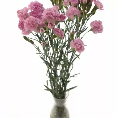 DIANTHUS TR WISH 60cm/6+