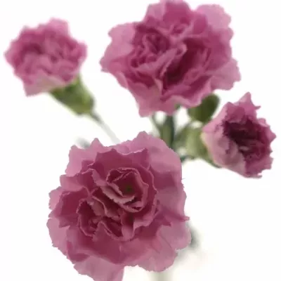 DIANTHUS TR WISH 60cm/6+