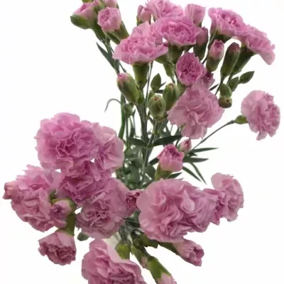 DIANTHUS TR WISH 60cm/6+