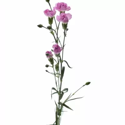 DIANTHUS TR YONGO 60cm/4+