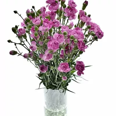 DIANTHUS TR YONGO 60cm/4+