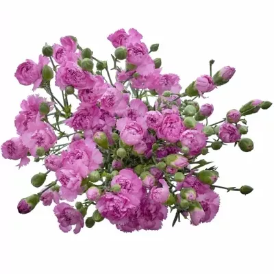 DIANTHUS TR YONGO 60cm/4+