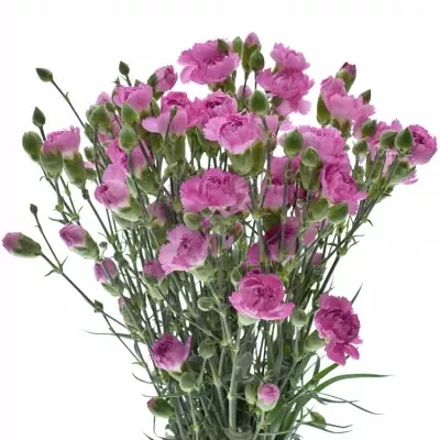 DIANTHUS TR YONGO 60cm/4+