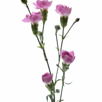 DIANTHUS TR YONGO 60cm/4+