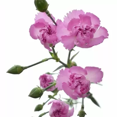 DIANTHUS TR YONGO 60cm/4+