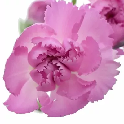 DIANTHUS TR YONGO 60cm/4+