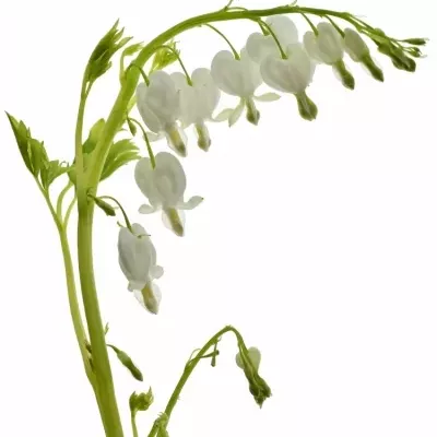 Dicentra SPECTABILIS ALBA 40cm