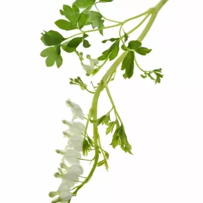 Dicentra SPECTABILIS ALBA 40cm