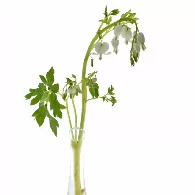 Dicentra SPECTABILIS ALBA 40cm