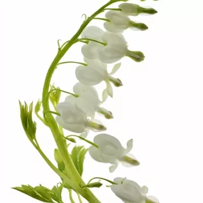 Dicentra SPECTABILIS ALBA 40cm