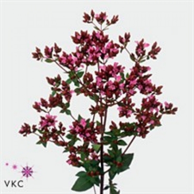 Dobromysl VULGARE CHARM PURPLE