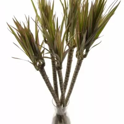 Dracaena MARGINATA 50cm