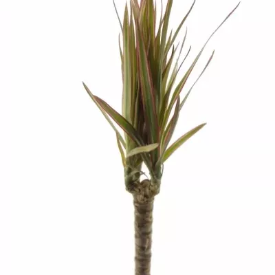 Dracaena MARGINATA 50cm