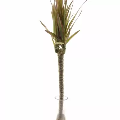 Dracaena MARGINATA 50cm