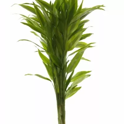 DRACAENA SANDERIANA GOLD 50cm