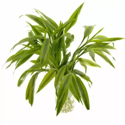 DRACAENA SANDERIANA GOLD 50cm