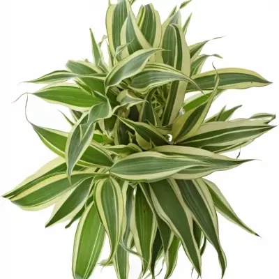 DRACAENA SANDERIANA GOLD