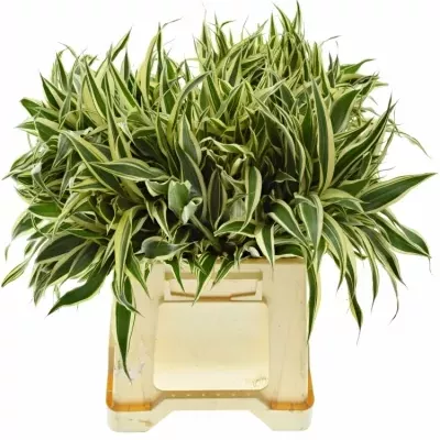 DRACAENA SANDERIANA GOLD