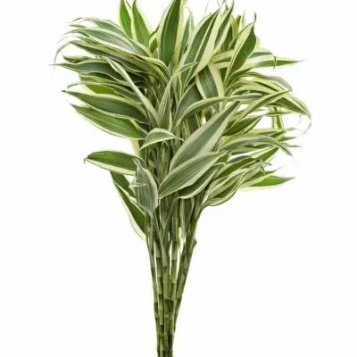 DRACAENA SANDERIANA GOLD