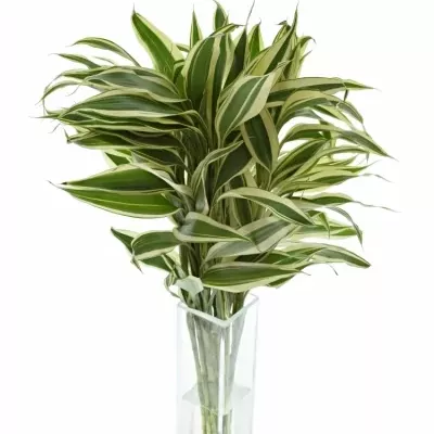 DRACAENA SANDERIANA GOLD