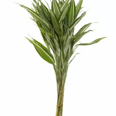 DRACAENA SANDERIANA VICTORY