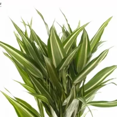 DRACAENA SANDERIANA VICTORY