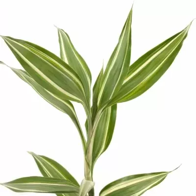 DRACAENA SANDERIANA VICTORY